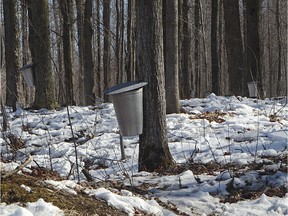 Maple trees at Erabliere Au Sous-Bois in Mont St-Gregoire, on the south shore of Montreal.