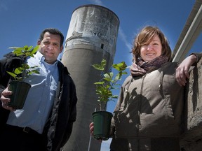 In this photo from 2010, Ste-Anne public works supervisor Martin Cuerrier and Aline Bennett hold kiwi vines  that they hope to be able to plant at the base of the unused water tower in Ste-Anne-de-Bellevue, in hopes of curtailing graffiti that is ever-present at its base.