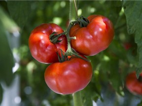 Greenhouse tomatoes are particularly plentiful, and available varieties are increasing week by week.
