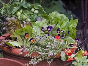 A veggie garden in a pot | Montreal Gazette