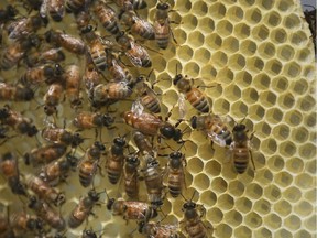 A honey bee queen, center, mills about a honeycomb as its hive receives routine maintenance as part of a collaboration between the Cincinnati Zoo and TwoHoneys Bee Co., Wednesday, May 27, 2015, at EcOhio Farm in Mason, Ohio.