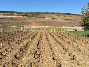 Depending on where the vines are planted on the hillside, the wines will be classified as Village, Premier Cru or Grand Cru.