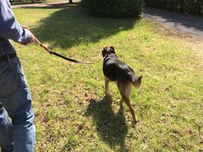 Dogs on leashes will now be allowed in some parks in Pierrefonds-Roxboro as part of a pilot project.
