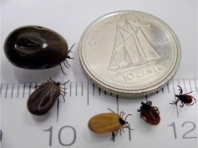 Female blacklegged ticks at different stages after having bitten an animal or a human.(Photo courtesy of Public Health Agency of Canada)