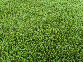 Racomitrium canesce is highly resistant to drought.