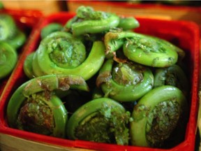 A sure sign of spring: fresh fiddleheads.