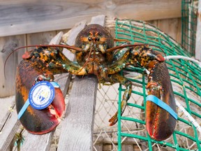 A new tagging system in the Gaspé lets customers know who caught their lobster.