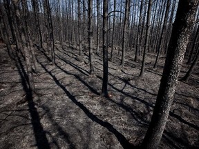 A 2010 fire left a scorched forest north of La Tuque.