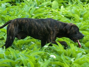 A pit bull roams around the grounds of a wood distribution warehouse at the corners of Sicard and Notre Dame in east end Montreal, in Montreal, Friday, August 13, 2010.