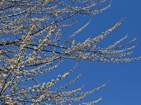 A budding tree against a blue sky on the warmest first official day of spring in Montreal.