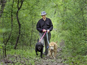 MONTREAL, QUE.: May 16, 2015 -- Alex Malashenko walks Labrador retrievers Ruslan, right, and Dianca in the woods near his home in Hudson, west of Montreal Saturday May 16, 2015.  People who live off-island near wooded areas have a greater chance of their pets getting a tic.  (John Mahoney / MONTREAL GAZETTE)