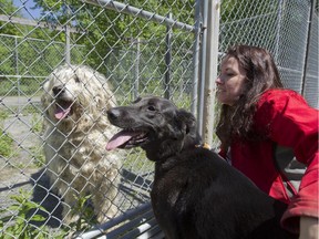 Sandra Gray, owner of Chez Sandra Chalet et Spa, plays with Einstein, left, and Daisy in a segregated play pens for dogs at the kennel, Saturday, May 23, 2015.