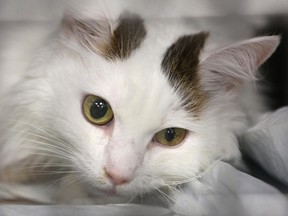 Scout awaits an MRI in New York in 2012.