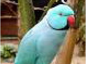 The missing parakeet looks  just like this bird.