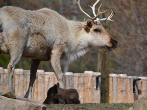 One of the two caribou calves born at the Ecomuseum in Ste-Anne-de-Bellevue the first week of May 2015 with its mother.