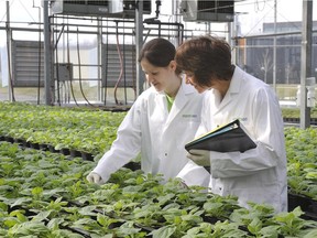 Quebec City biotech company, Medicago's greenhouse shown in this handout image.
