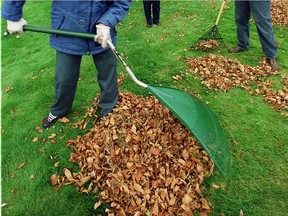 Leaving all the leaves on the ground and mulching them with a lawnmower, as the town suggests, is not feasible for those who have way too many.