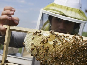 A worker Cincinnati, checks honey bee hives for queen activity.