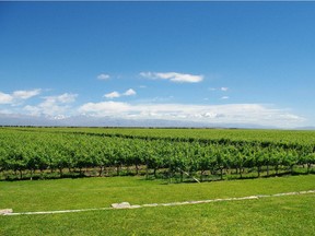 Chardonnay vines are being planted at higher altitudes and cooler climate zones like these in Argentina's Mendoza region.