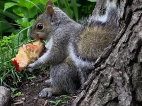 A grey squirrel snacks on an apple core.