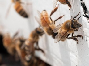 honeybees with "saddlebags" of pollen attached to their hind legs return to an apiary.