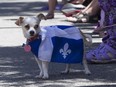 A dog named Taquito watches goings-by at the Fête nationale parade on Wednesday, June 24, 2015 in Montreal.