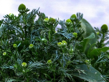 There is a wealth of edible foods like crab apples, milkweed and pineapple weed, seen here, growing wild in the city streets.