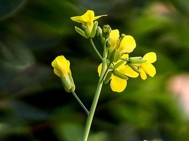 There is a wealth of edible foods like crab apples, milkweed and the yellow blossom of an "escaped" cabbage" growing wild in the city streets.