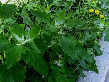 There is a wealth of edible foods like crab apples, milkweed and lamb's quarters, seen here, growing wild in the city streets.