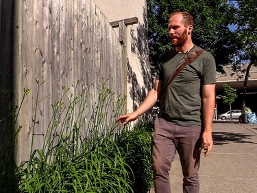 Wild edibles abound in the city and the country. Chef John Winter Russell, seen here on Wednesday, June 24, 2015, finds thinks like crab apples, milkweed and day lilies growing wild in the city streets.