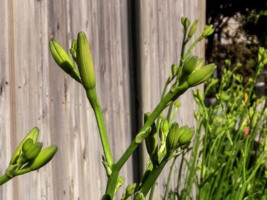 There is a wealth of edible foods like crab apples, milkweed and day lily buds growing wild in the city streets.