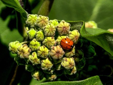 There is a wealth of edible foods like crab apples, milkweed broccoli, seen here, and flowers growing wild in the city streets.