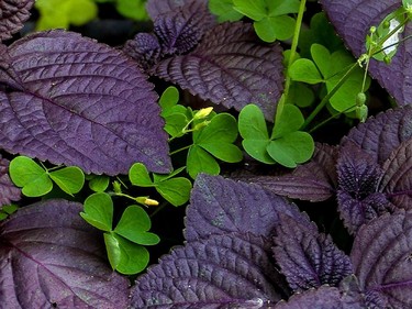 There is a wealth of edible foods like crab apples, milkweed and the purple-leafed shiso mixed with the wood sorrel, seen here, in the city streets.