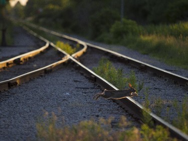 A rabbit skips over a dormant set of tracks in St-Thomas, Ont.