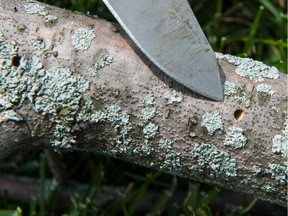 MONTREAL, QUE.: Thursday, June 25, 2015 --  Environment coordinator Marianne Blondin, points her knife at the small, distinct, "D" shape entry point of an emerald ash borer, on an infested tree on Vivaldi St in the Grand Composer district, in Vaudreuil-Dorion, Quebec on June 25, 2015. Each female, she said, lays 50 eggs, which hatch the following year creating exponential growth, killing the tree. With no natural predators, one in three trees have been infected in the new development by the invasive, destructive beetle. They will have to be cut down and destroyed. (Frederic Hore / MONTREAL GAZETTE)