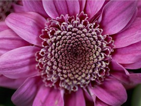 A close-up view of a chrysanthemum. The first insecticide ever used may well have been crushed chrysanthemums ground into a powder.