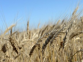 Wheat in a field just south of Regina.
