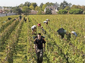 The gravelly soils and warm temperatures of Pessac-Léognan produce a ripe, textured style of wine.