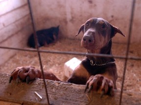 The SPCA in the Monteregie rescued approximately 30 dogs who were living in terrible conditions on a puppy mill in St-Mathieu Quebec just south of Montreal Thursday January 18, 2007.
