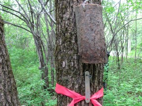 Wasp-release site at the Montreal Botanical Garden in 2015, part of an effort to control the emerald ash borer
