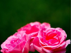 The TMR Horticultural Society holds its annual Flower and Rose show on June 23.
