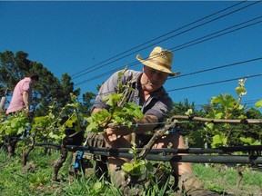 Working organically requires a lot of "hands on." Above: an organic vineyard in New Zealand's Pyramid Valley.