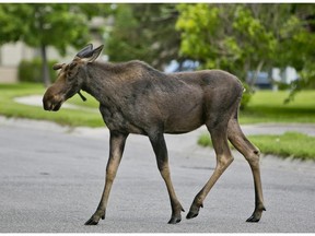 A moose wanders in Bozeman, Mont., Thursday, June 20, 2013 before being returned to the forest by game wardens. The sight of a moose in Kirkland recently was amusing, but also raises concerns, Fariha Naqvi-Mohamed writes.