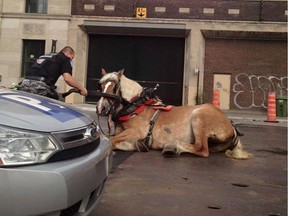 Marilyn, a calèche horse, is tended to by a Montreal police officer after slipping on a metal plate at a construction site at Notre-Dame and Peel Sts. in Montreal on Tuesday, July 14, 2015.