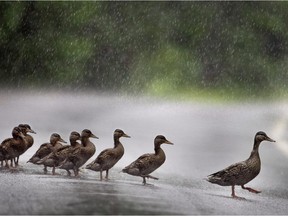 A family of ducks cross a road during a downpour in Appleton, Maine, Friday, June 28, 2013. Rainy weather is in the forecast through early next week.
