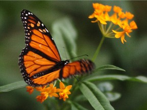 A monarch butterfly lands on a flower at the Insectarium in Montreal.
