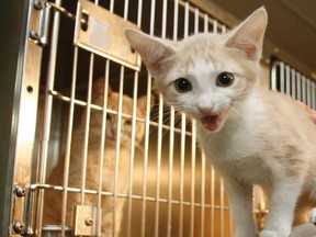 A kitten at an animal shelter.