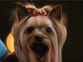 A Yorkie all dolled up with a little bow.