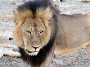 In this image taken from a November 2012 video made available by Paula French, a well-known, protected lion known as Cecil strolls around in Hwange National Park, in Hwange, Zimbabwe. Zimbabwe's wildlife minister says extradition is being sought for Walter Palmer, the American dentist who killed a Cecil.