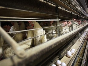 In this Nov. 16, 2009 file photo, chickens stand in their cages at a farm near Stuart, Iowa.